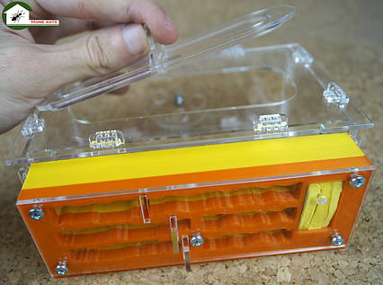 Мурашина ферма "New таун"