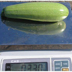 Асма F1 / Asma F1 - Кабачок, Clause. 2500 насіння