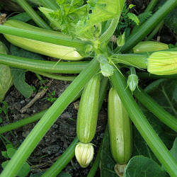 Мостра F1 / Mostra F1 - Кабачок, Clause. 500 насіння