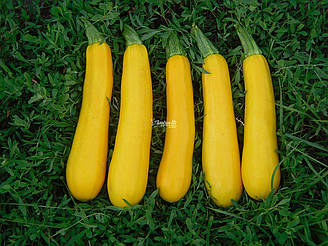 Санлайт F1 / Sunlight F1 - Кабачок, Clause. 1000 насіння