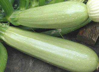 Супердонні F1/Super Doniya F1 — Кабачок. Clause. 500 насіння