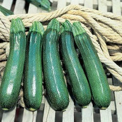 Тарміно F1/Tarmino F1 — Кабачок, Clause. 500 насіння