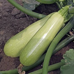 Байя (СВ 1146) F1 / Bajya (SV 1146) F1 - Кабачок, Hazera. 500 насіння