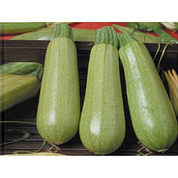 Сцилі F1/Scilly F1 — Кабачок, Seminis. 500 насіння