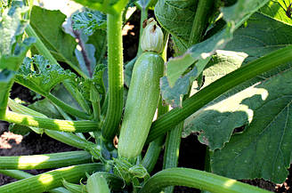 Ангелина F1 / Angelina F1 - Кабачок, Syngenta. 500 насіння