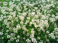 Семена Клевер белый 20 г, Елітсортнасіння