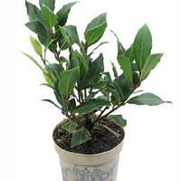 Саджанці лавра С2