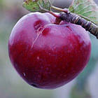 Саджанці Яблуні Блуді Плугман - зимова, красном'яса, зимостійка, фото 2