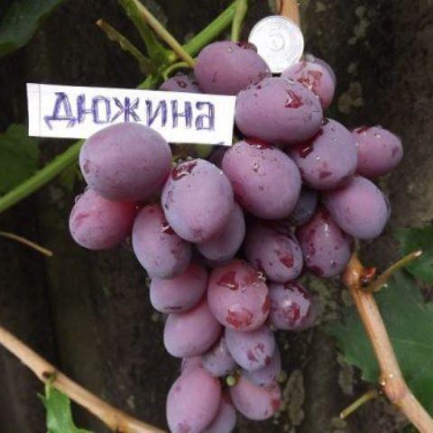 Виноград Дюжина