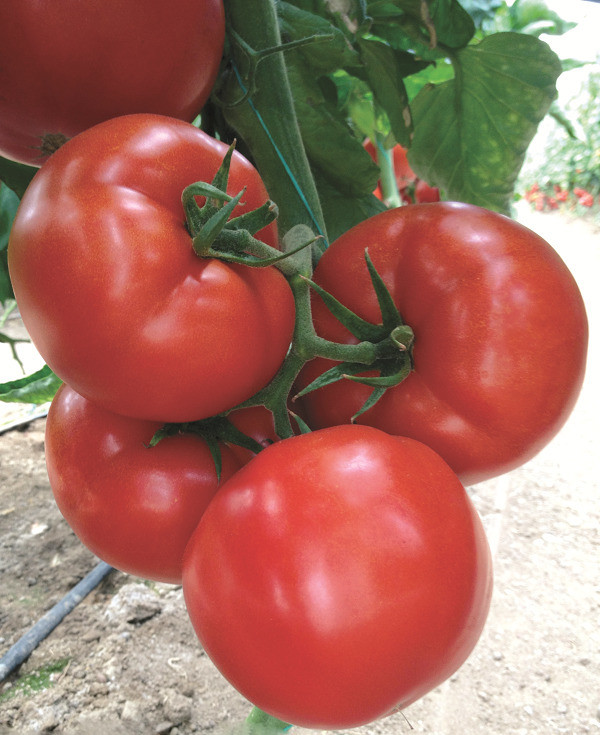 Азія F1 100 шт Yuksel Seeds Індетермінантний Томат Насіння (Азія F1 Індетермінантний Томат Насіння)