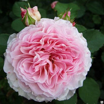 Джейм Гелвей (ames Galway)