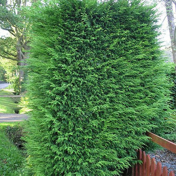 Купрессоципарис Лейланда 3 річний 0,8-1м, Cupressocyparis leylandii, фото 3