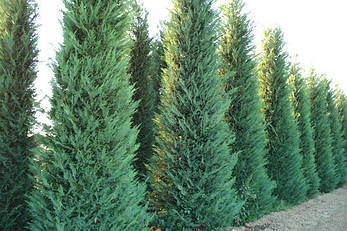 Купрессоципарис Лейланда 3 річний 0,8-1м, Cupressocyparis leylandii, фото 1