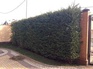 Купрессоципарис Лейланда 3 річний 0,8-1м, Cupressocyparis leylandii, фото 4