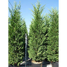 Купрессоципарис Лейланда 3 річний 0,8-1м, Cupressocyparis leylandii, фото 5