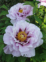 Пион Древовидный Луиза \ paeonia suffruticosa Louise ( саженцы 4 - 5 лет цветущие )