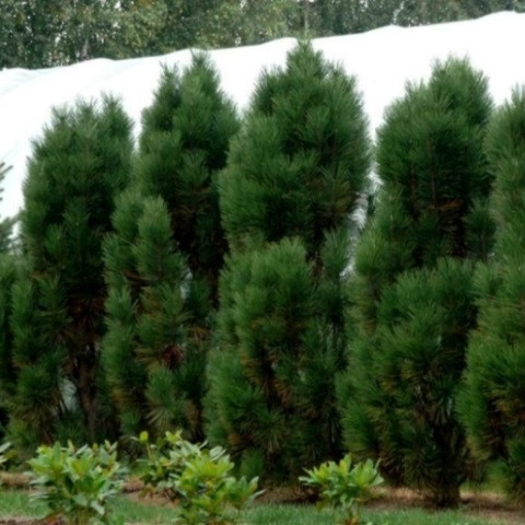 Сосна чорна Пірамідалис (Pinus nigra Pyramidalis) 3 л