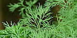 УКРОП Мікрозелень, зерно насіння кропу органічного для пророщування 20 грамів, фото 3