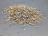 УКРОП Мікрозелень, зерно насіння кропу органічного для пророщування 20 грамів, фото 5