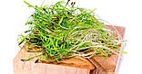 УКРОП Мікрозелень, зерно насіння кропу органічного для пророщування 20 грамів, фото 6