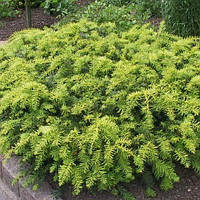 Тіс ягідний Саммер Голд