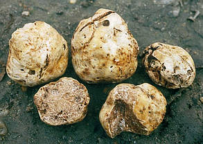 Міцелій гриба Трюфель білий 5г, фото 2