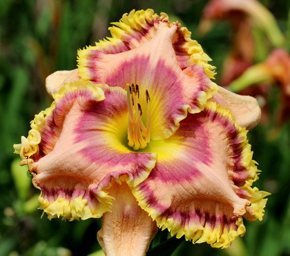 Лілейник Rollercoaster Rush (Pierce 2012) (саджанці), фото 1