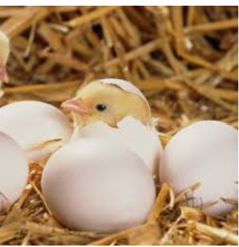 Бройлер добовий Кобб 500 і Рос 308, фото 1