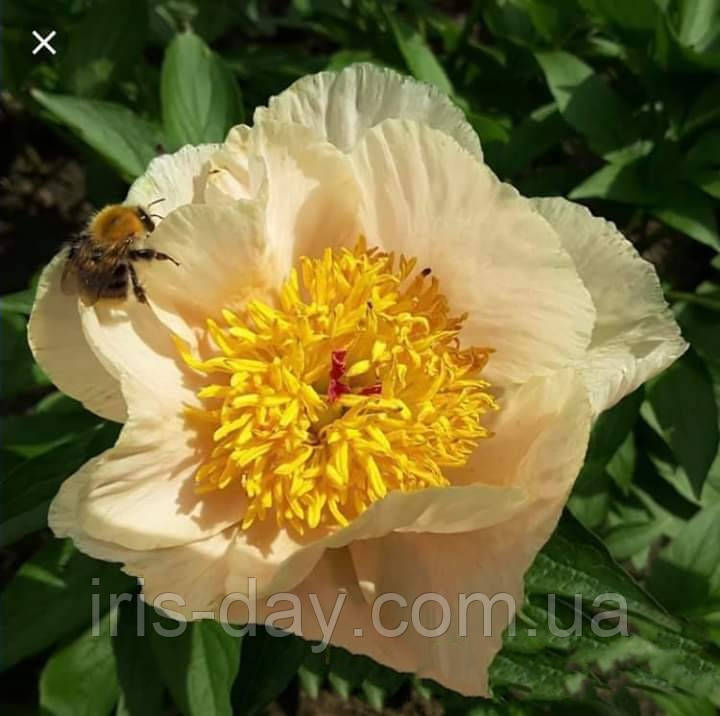 Півонія Roselettes Child (Saunders 1967) (сажінки), фото 1