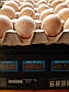Яйце бройлера росс 308 (Україна) Польща, фото 3