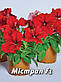 Петунія Містрал F1, яскраво-червона, багатоквіткова 50 шт (Leda Agro), фото 2