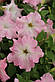 Петунія Містрал F1, ніжно-рожева, багатобарвкова 50 шт. (Leda Agro), фото 2