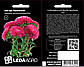 Айстра Аполлонія, червона, хризантемовидна 0,2 г (Leda Agro), фото 2