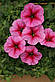 Петунія Софія F1, рожева багатоквіткова 50 шт (Leda Agro), фото 2