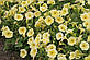 Петунія Береніка F1, багатоквіткова жовта, 50 шт (Leda Agro), фото 2