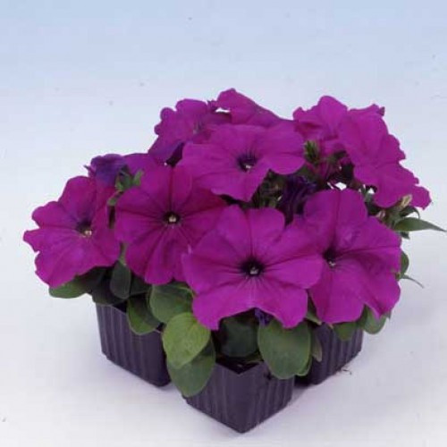 Петунія Мамбо F1, філетова, багатоквіткова 100 шт (Leda Agro), фото 1