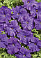Петунія Містрал F1, синя, багатоквіткова 50 шт (Leda Agro), фото 2