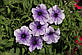 Петунія Нора F1, блакитна багатоквіткова 50 шт (Leda Agro), фото 3
