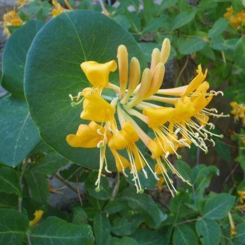 Жимолость Тельмана (Lonicera tellmanniana) 2 л