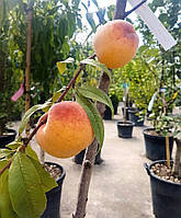 Персик Prunus Persica (PESCO) C. 9L 1/2 FUSTO h 125-150