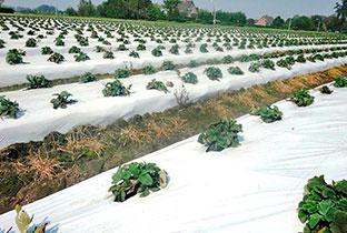 Чорно-біла плівка для мульчування, фото 1