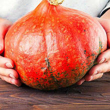 Гарбуз Хоккайдо 2 г, насіння Яскрава