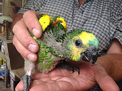 Синьо-бузковий або червоноплетений амазон (Amazona aestiva) Blue-fronted amazon