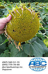 Вже в наявності. Насіння соняшника ОСМАН під Євролайтнінг, ранньостиглий, тривалість стійкий до посухи та вовчка шості рас A-F. Врожайний 38 ц/га. Врожай 2018-2019 року.