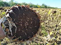 Насіння соняшнику Карат під гербіцид гранстар. Гібрид стійкий до вовчка шість рас A-F