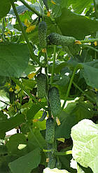 Ленара F1/Lenara F1 — Огірок, Rijk Zwaan. 1000 насіння