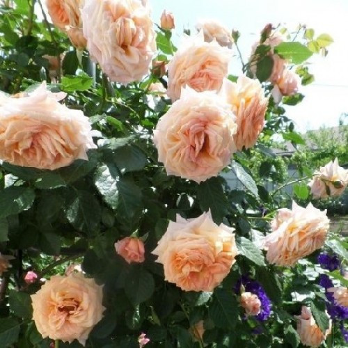 Троянди плетиста Барок, фото 1