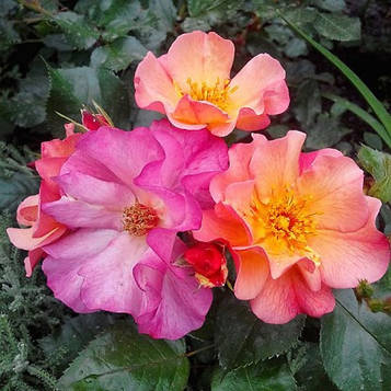 Троянда паркова Претті Санрайз