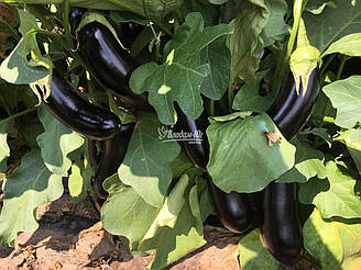 Казімір F1/Kazimir F1 — Баклажан, Clause. 1000 насіння