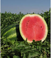 Кримсон Руби F1 / Crimson Ruby F1 - Арбуз, Sakata. 1000 насіння